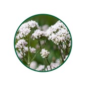 Kedi Otu Kökü Tozu