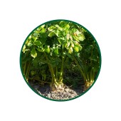 Kereviz Toz Ekstresi