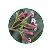 Kınakına Süperkritik Yağı 1 Lt.