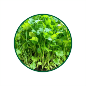 Kişniş Süperkritik Yağı 1 Lt.