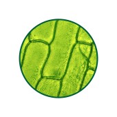 Klorofil Toz Ekstresi