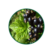 Kuş Üzümü Süperkritik Yağı 1 Lt.