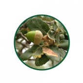 Meşe Palamudu Toz Ekstresi