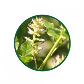 Meyan Kökü Toz Ekstresi