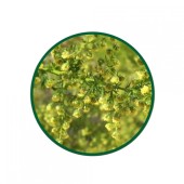 Peygamber Süpürgesi Toz Ekstresi