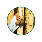 Propolis Toz Ekstresi