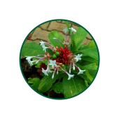 Rauwolfia Toz Ekstresi