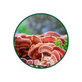 Reishi Mantarı Toz Ekstresi