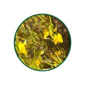 Rooibos Toz Ekstresi