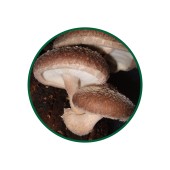 Shitake Toz Ekstresi