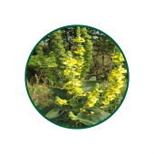 Sığır Kuyruğu Çiçeği Süperkritik Yağı 1 Lt.