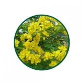 Sinameki Toz Ekstresi