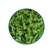 Tere Otu Toz Ekstresi