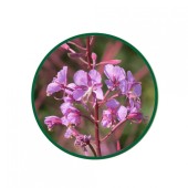 Yakı Otu Toz Ekstresi