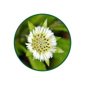 Yalancı Papatya Toz Ekstresi