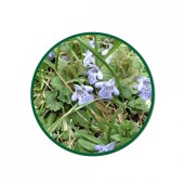 Yer Sarmaşığı Toz Ekstresi