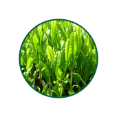 Yeşil Çay Süperkritik Yağı 1 Lt.