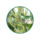 Zeytin Yaprağı Tozu