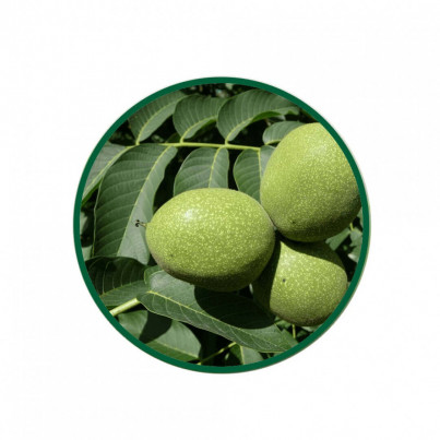 1 Kg. Ceviz Yaprağı Çayı