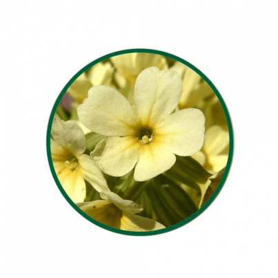 1 Kg. Çuha Çiçeği Kökü Çayı