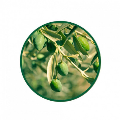 1 Kg. Zeytin Yaprak Çayı