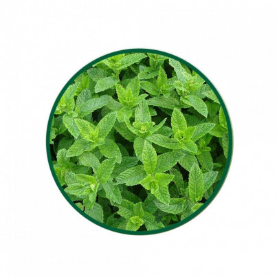 1 Lt. Nane Sıvı Ekstresi