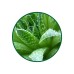 Aloe Vera Toz Ekstresi