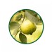 Guava Toz Ekstresi