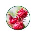 Hibiskus Tozu