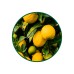 Limon Toz Ekstresi