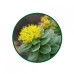 Rhodiola Toz Ekstresi