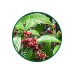 Yeşil Kahve (%50 Chlorogenic A) Toz Ekstresi